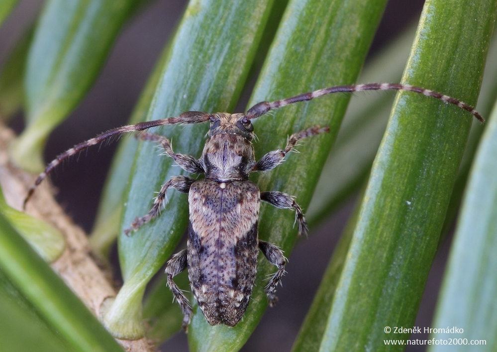 , Pogonocherus ovatus, Cerambycidae, Pogonocherini (Beetles, Coleoptera)